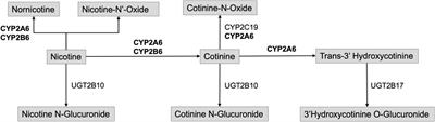 A scoping review of smoking cessation pharmacogenetic studies to advance future research across racial, ethnic, and ancestral populations